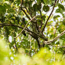 Image of Blue-masked Leafbird