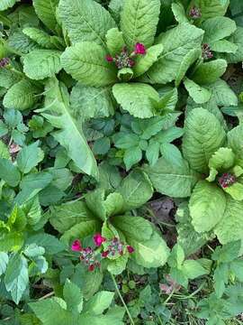 Plancia ëd Primula japonica A. Gray