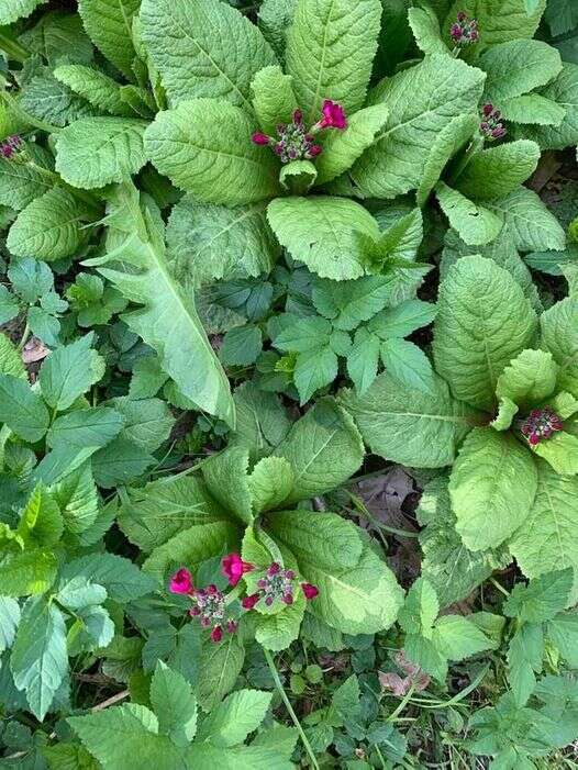 Plancia ëd Primula japonica A. Gray