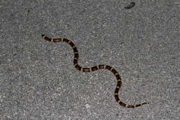 صورة Lampropeltis elapsoides (Holbrook 1838)