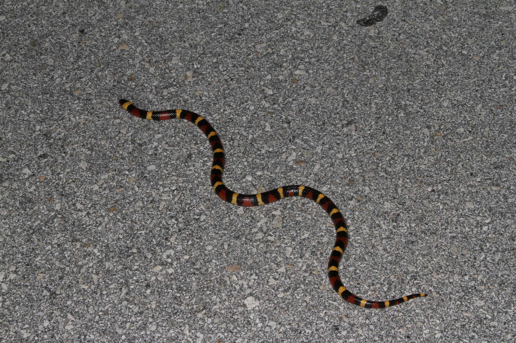 صورة Lampropeltis elapsoides (Holbrook 1838)