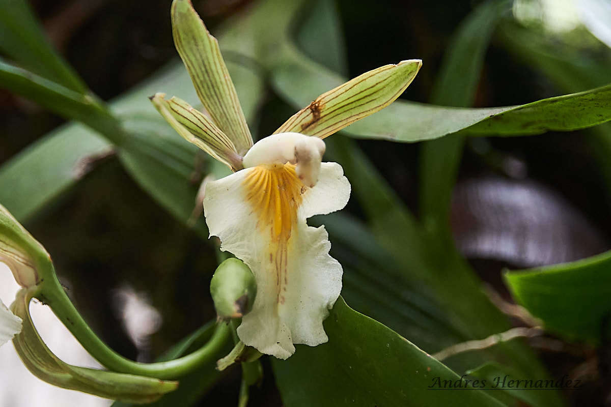 Image of Aspasia principissa Rchb. fil.