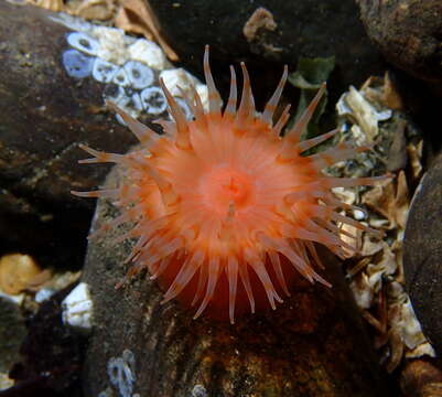 Image of cowardly anemone