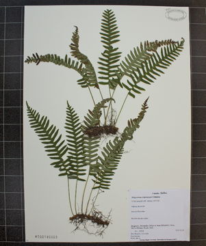Image of rock polypody