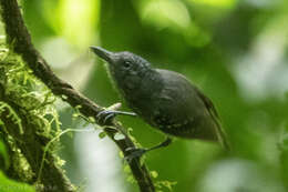 Image of Streak-crowned Antvireo