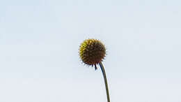 Image of Cephalaria ambrosioides (Sibth. & Sm.) Roem. & Schult.