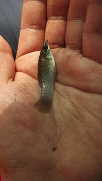 Image of shortfin molly