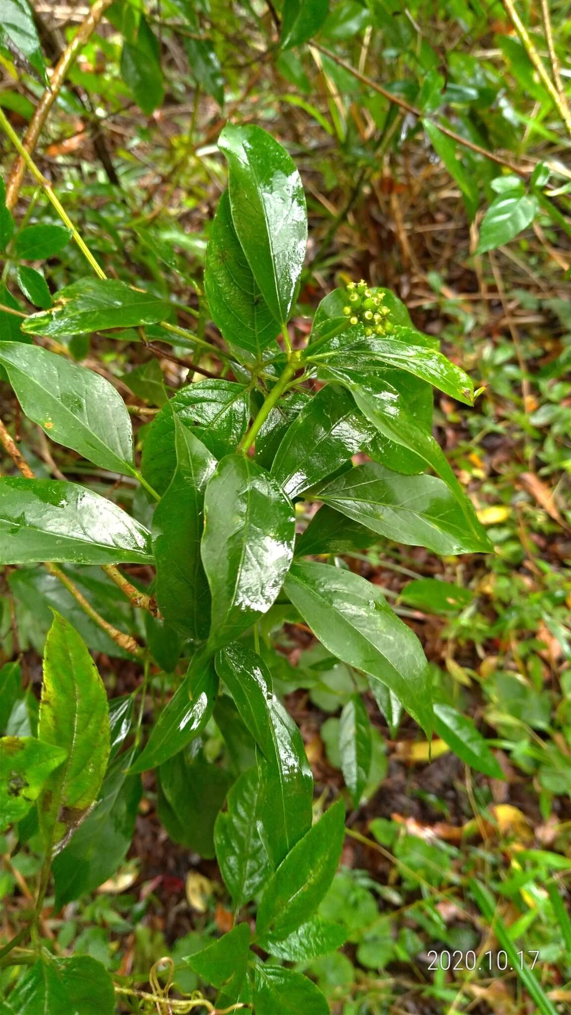 Image of Dendropanax dentiger (Harms) Merr.