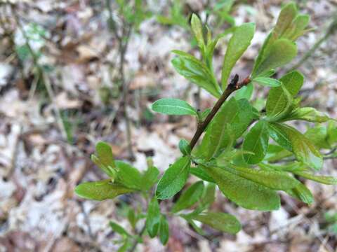 Image of prairie willow