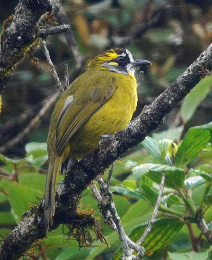 Image of Yellow-eared Bulbul