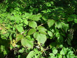 Sivun Rubus loganobaccus L. H. Bailey kuva