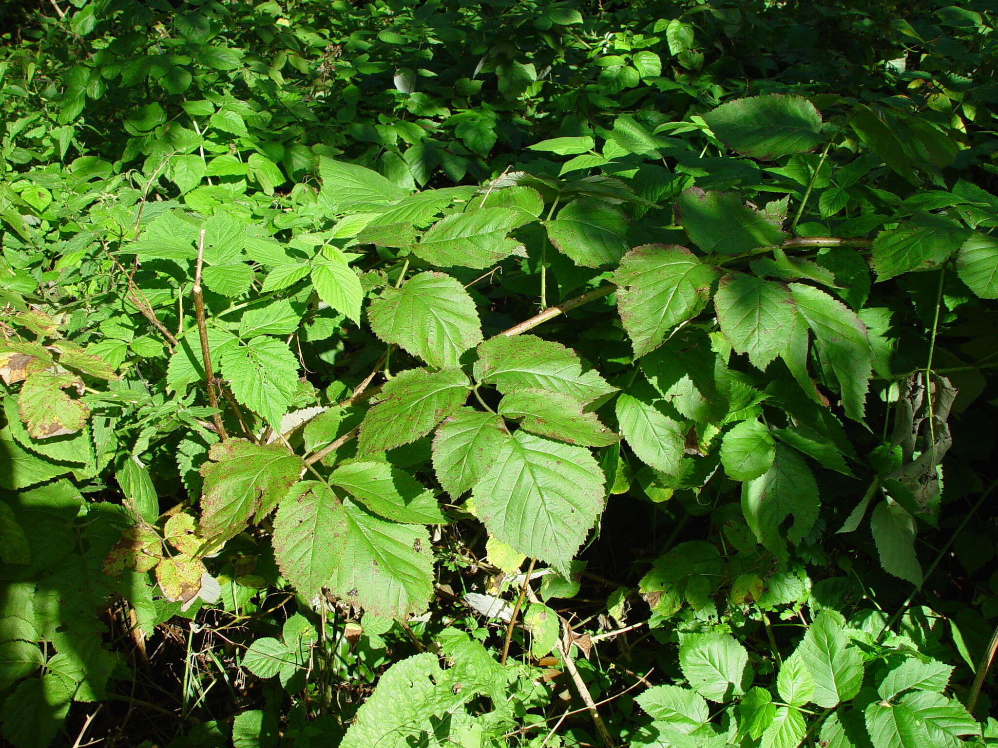 Слика од Rubus loganobaccus L. H. Bailey