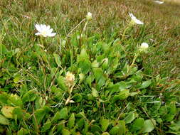 Image of Celmisia glandulosa Hook. fil.