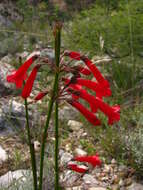 Image of Russelia polyedra Zucc.