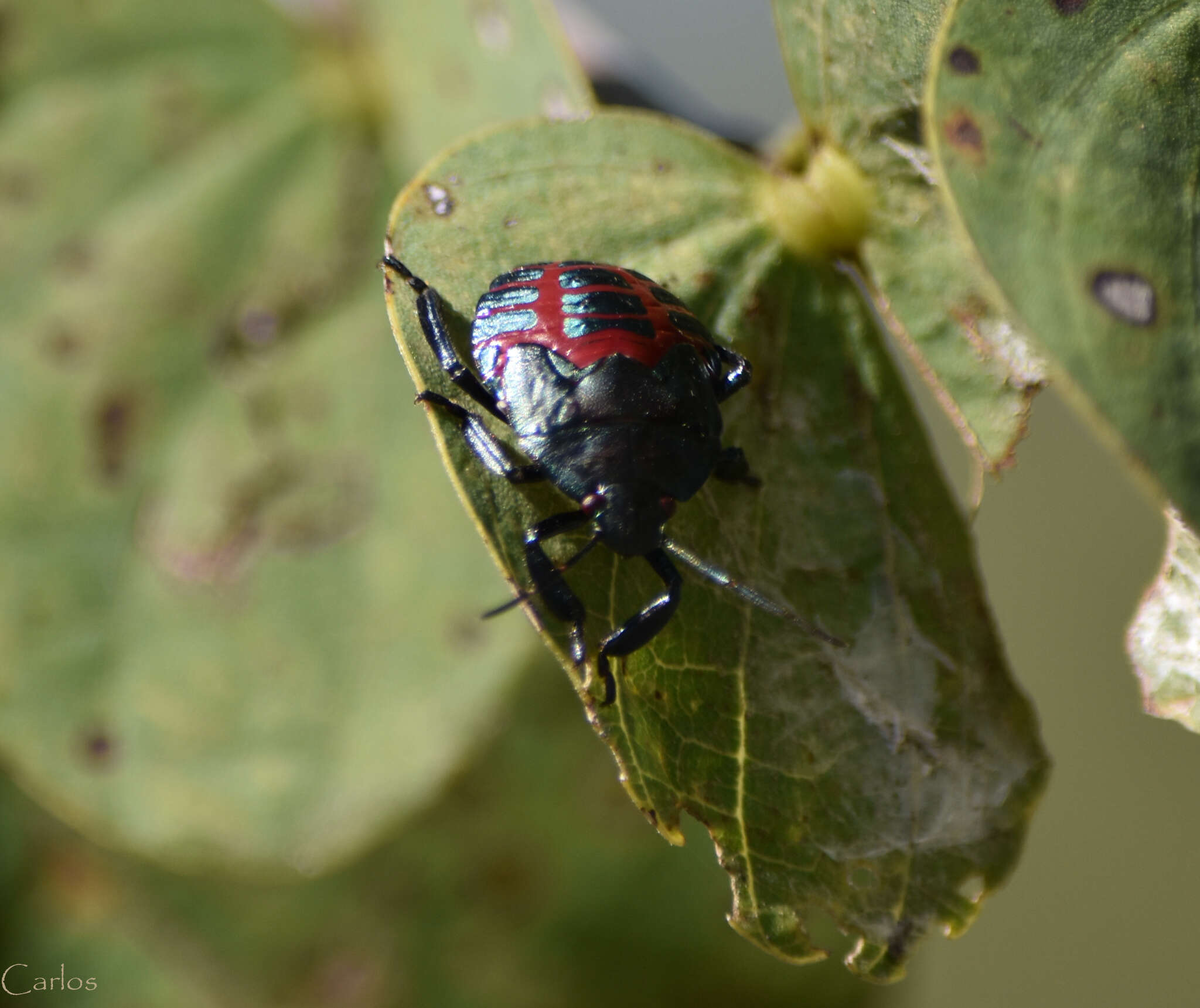 Image of Stink bug