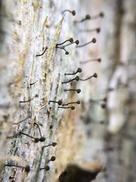 Image of needle lichen