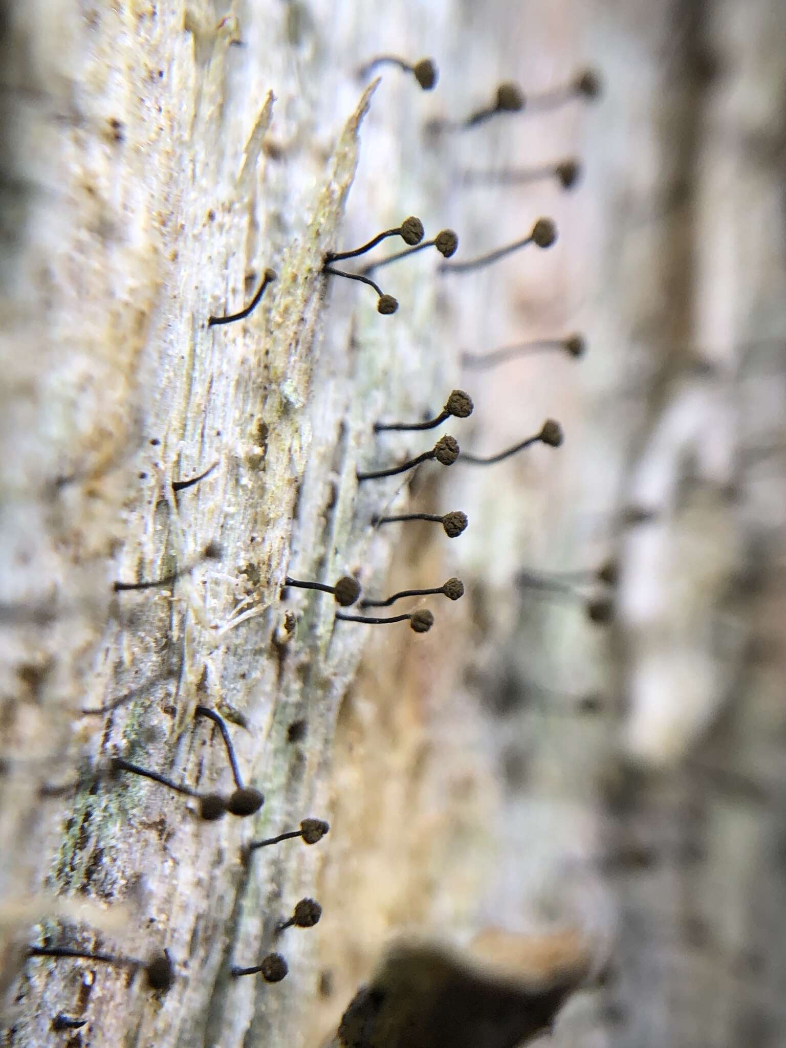 Image of needle lichen