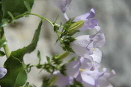 Image of Campanula mirabilis Albov