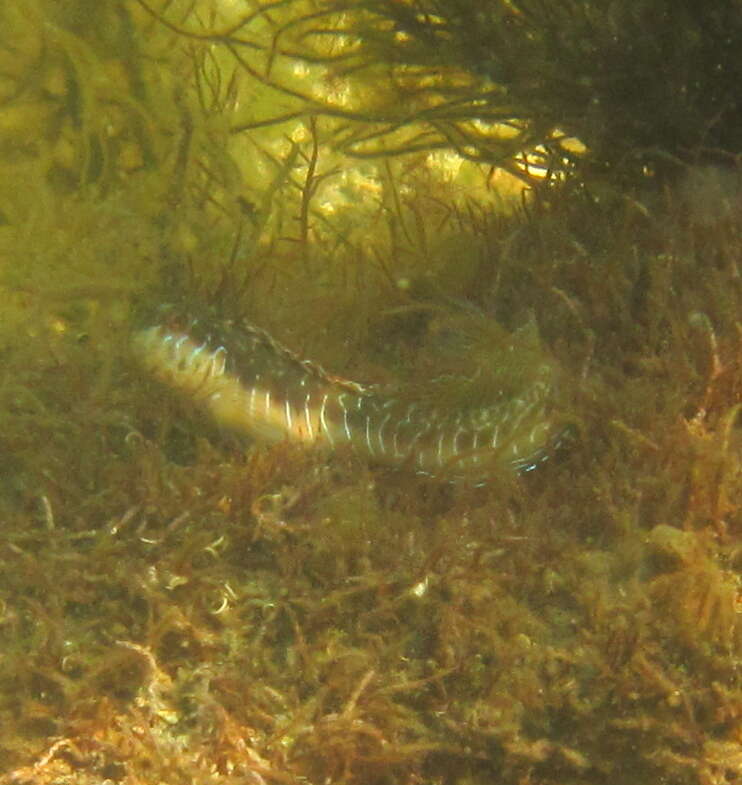 Image of Germain&#39;s blenny