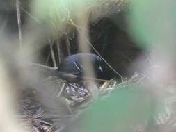 Image of Black-tailed Antbird