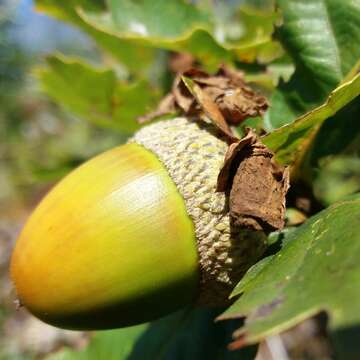 Imagem de Quercus lusitanica Lam.