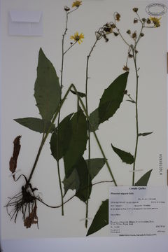 Image of <i>Hieracium vulgatiforme</i> Dahlst.
