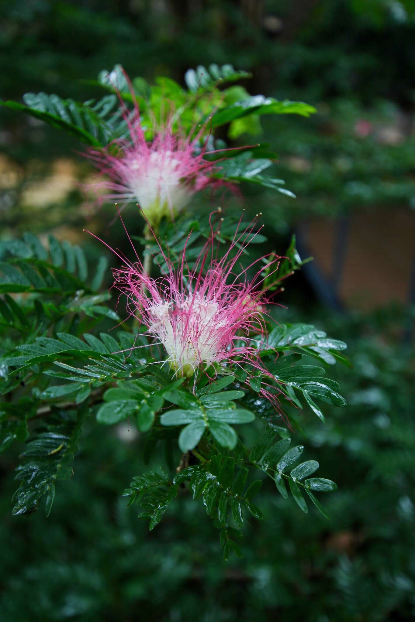 Plancia ëd Calliandra surinamensis Benth.