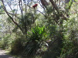 Image of flame lily