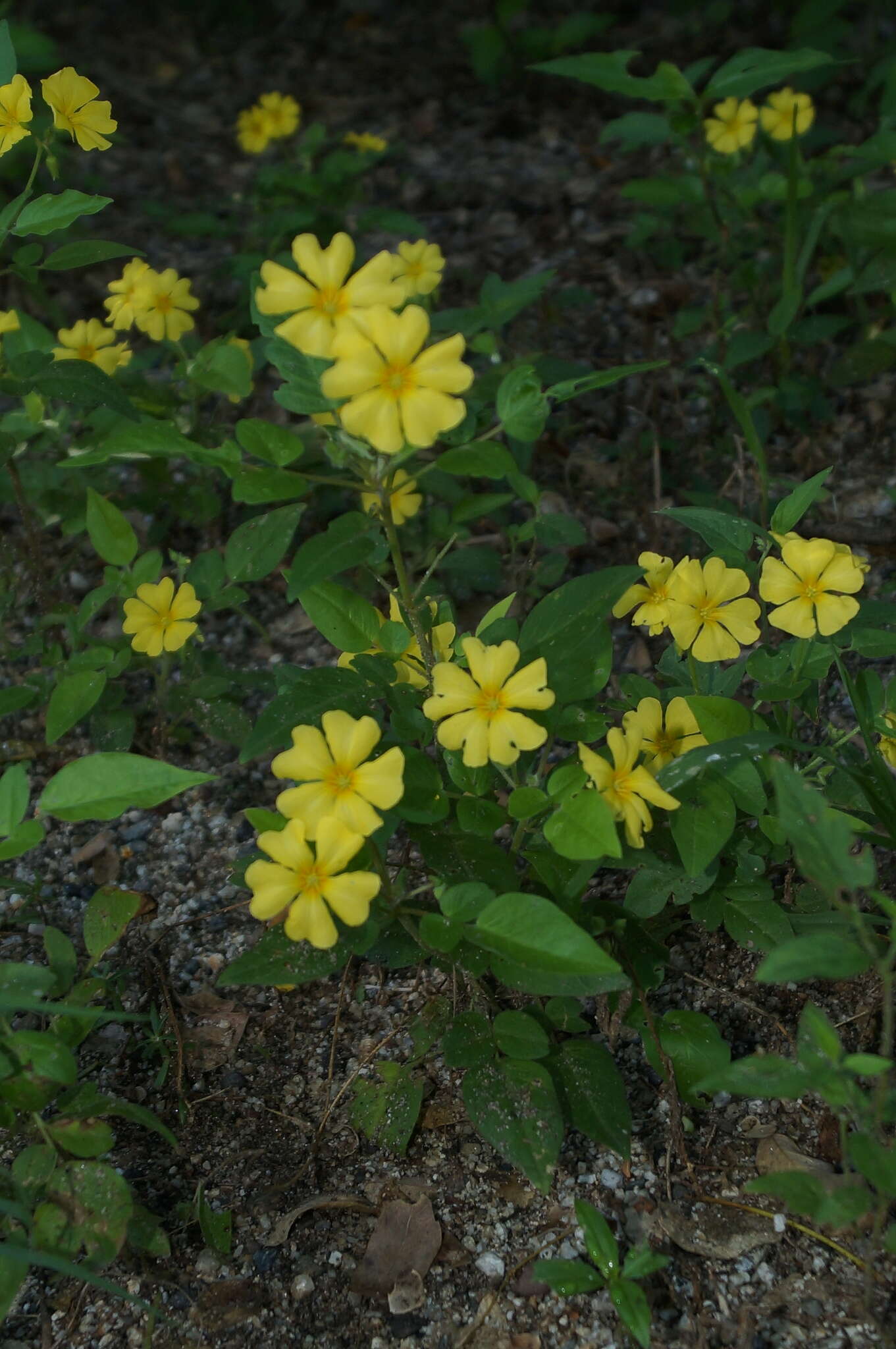 Image of shrubby woodsorrel