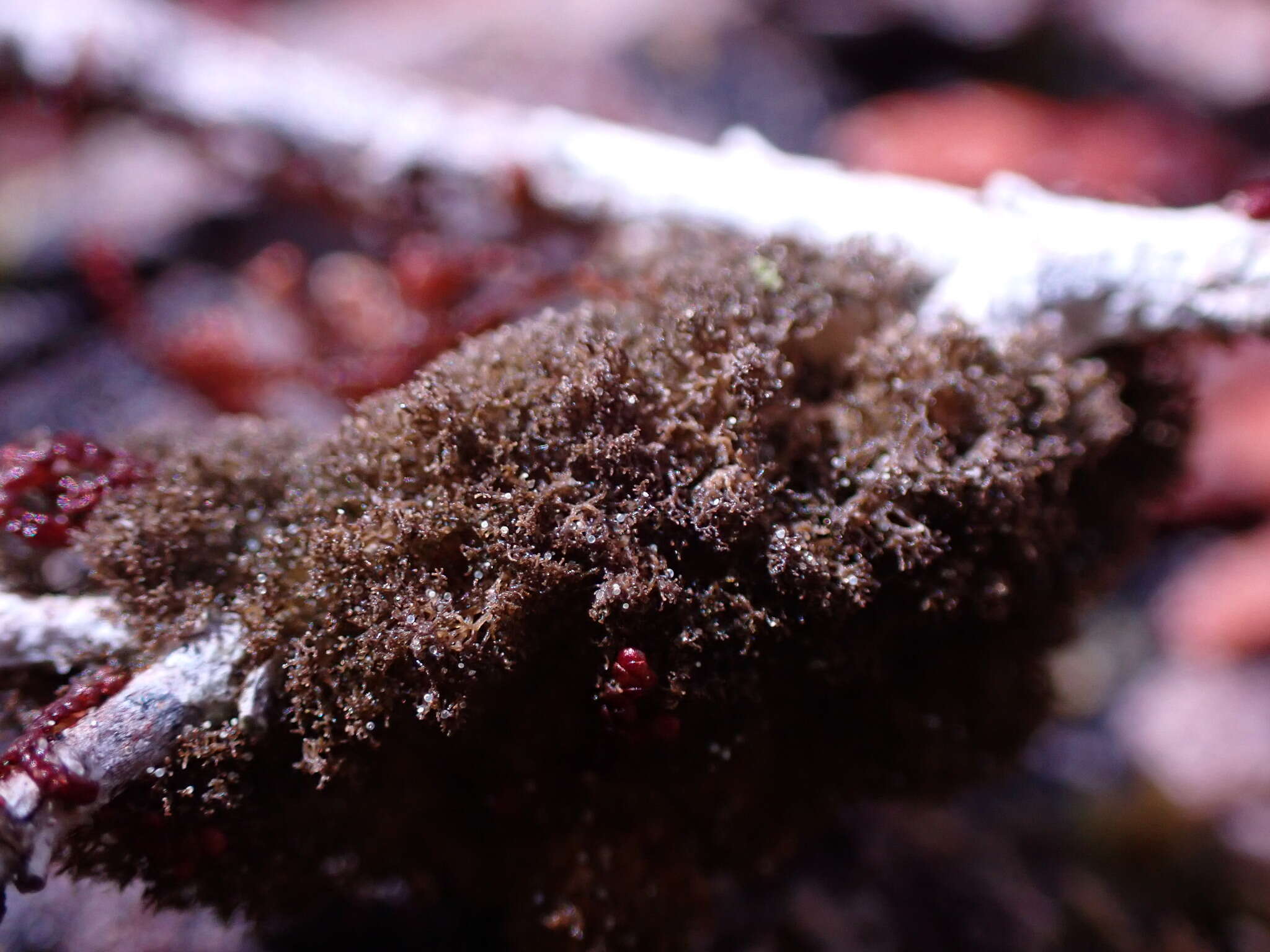 Image of tree polychidium lichen