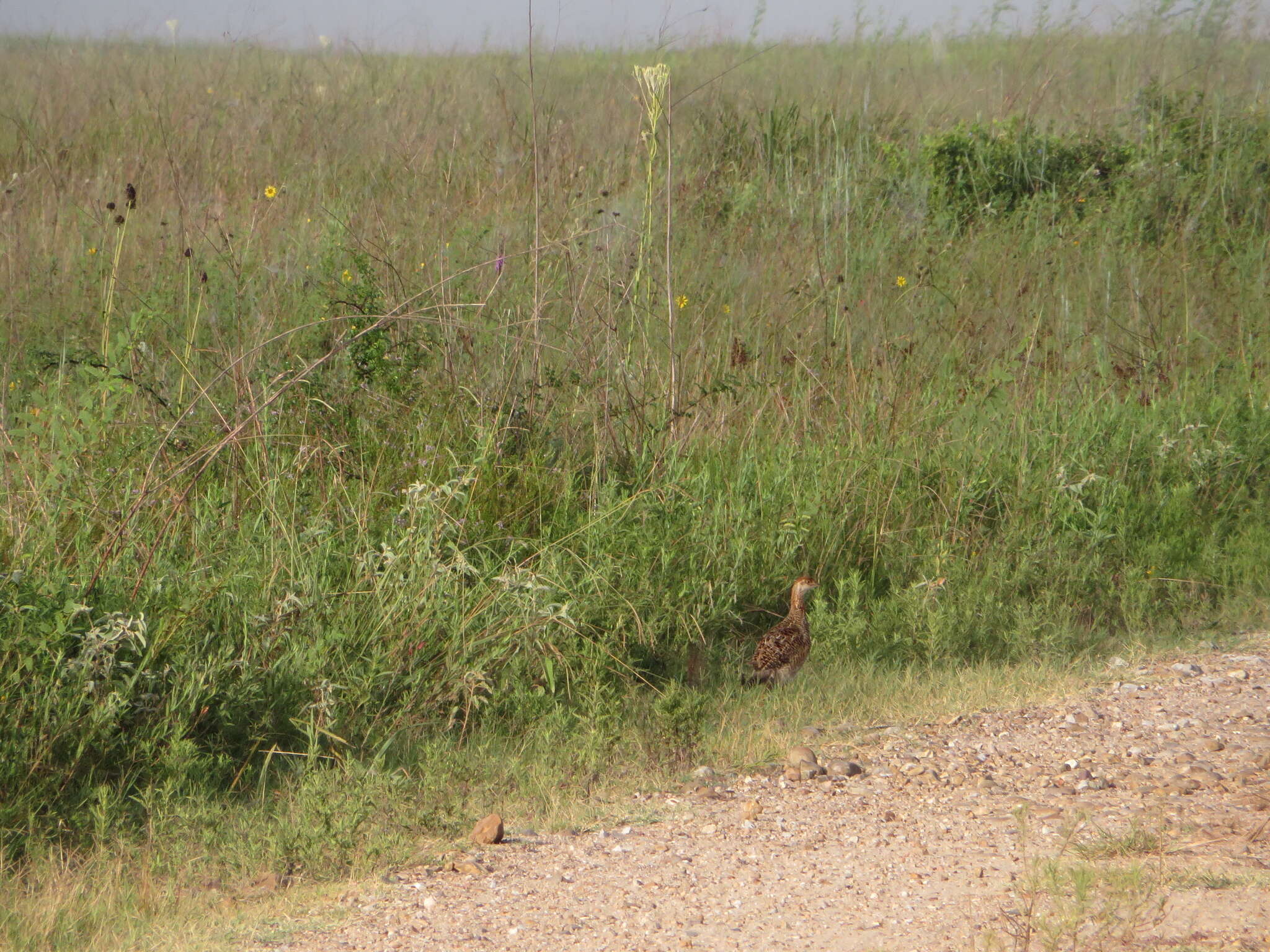 Image of Attwater's greater prairie-chicken