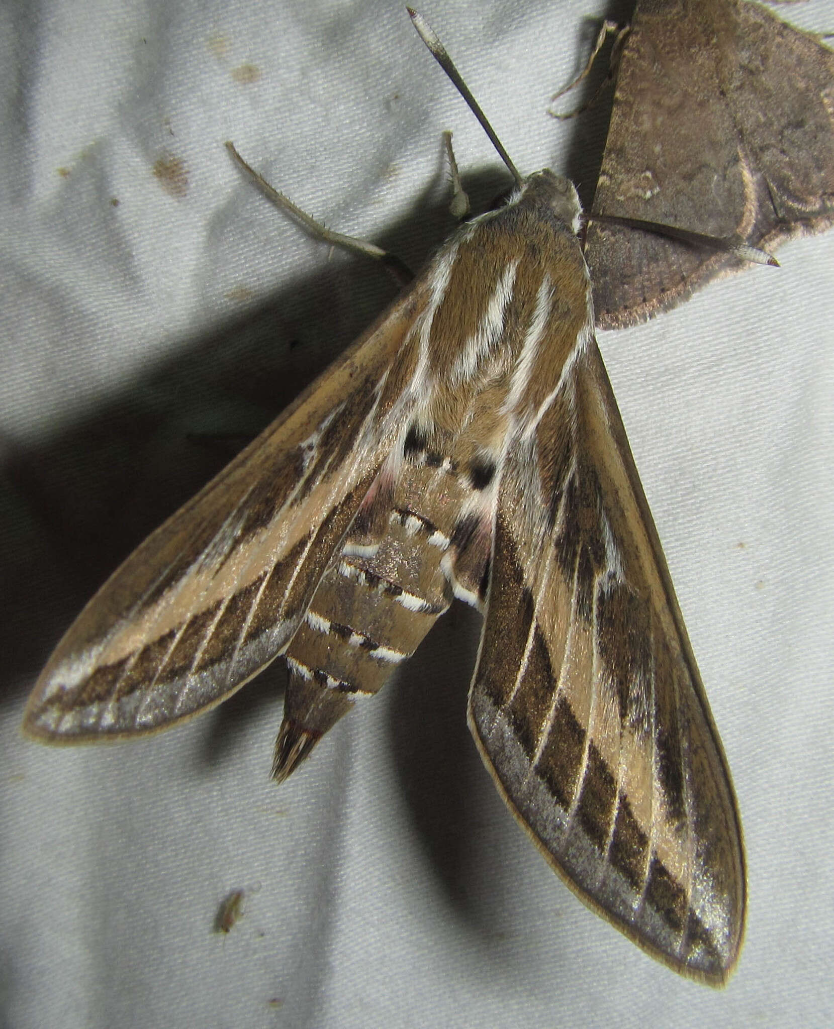 Image of striped hawk-moth