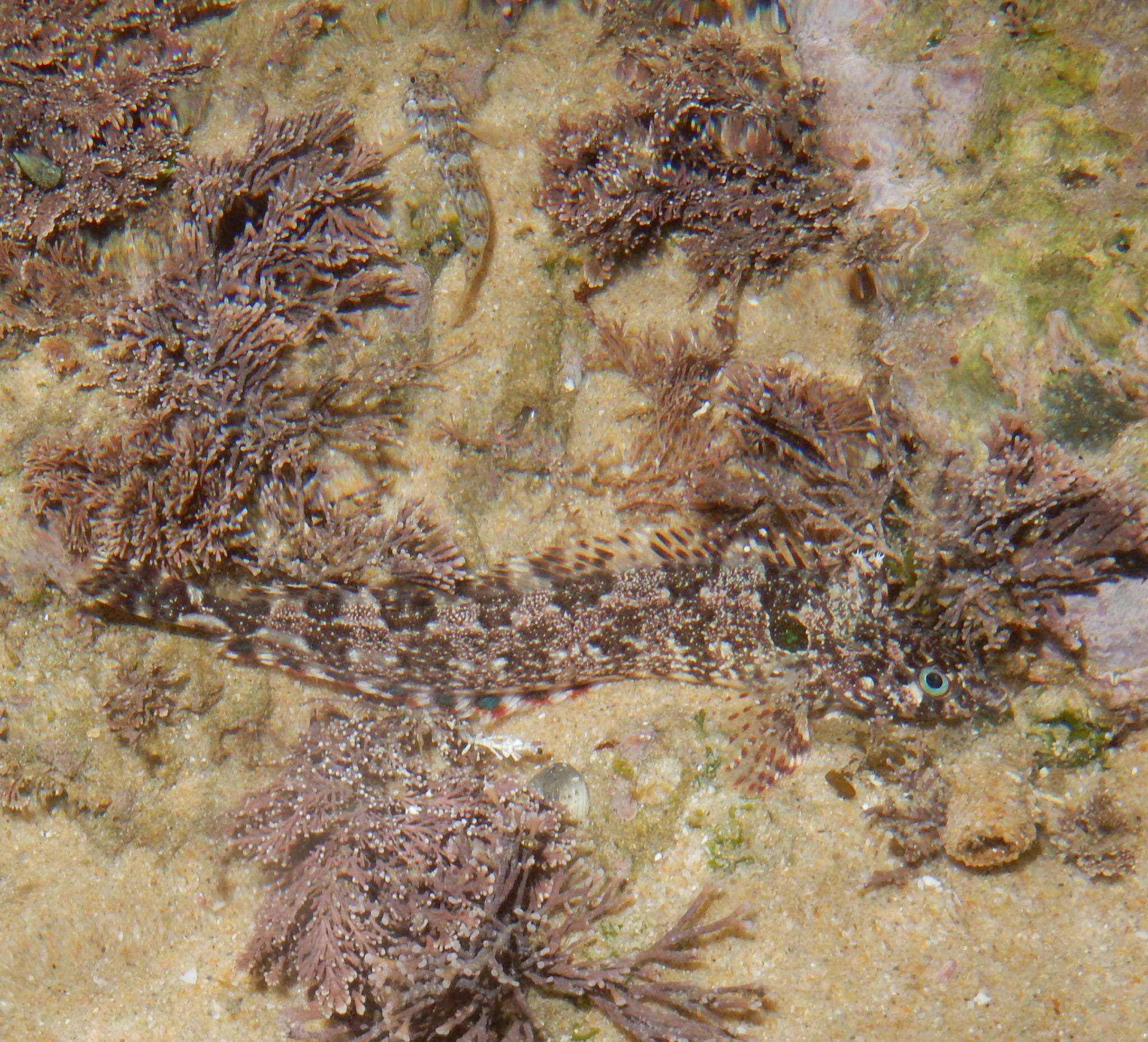 Image of Blennioclinus