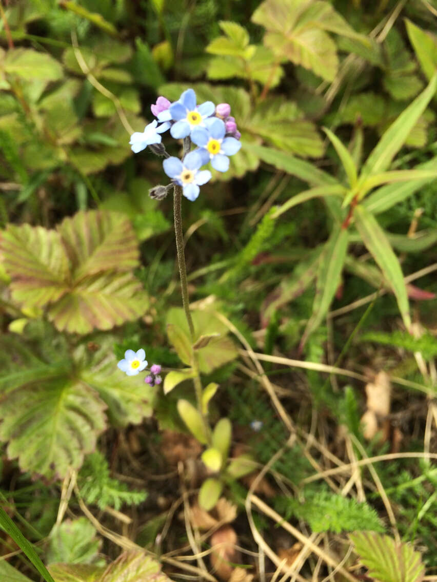 Image de Myosotis decumbens Host