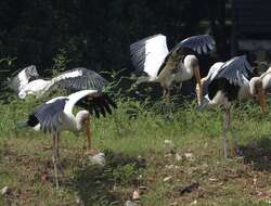 Image of Milky Stork