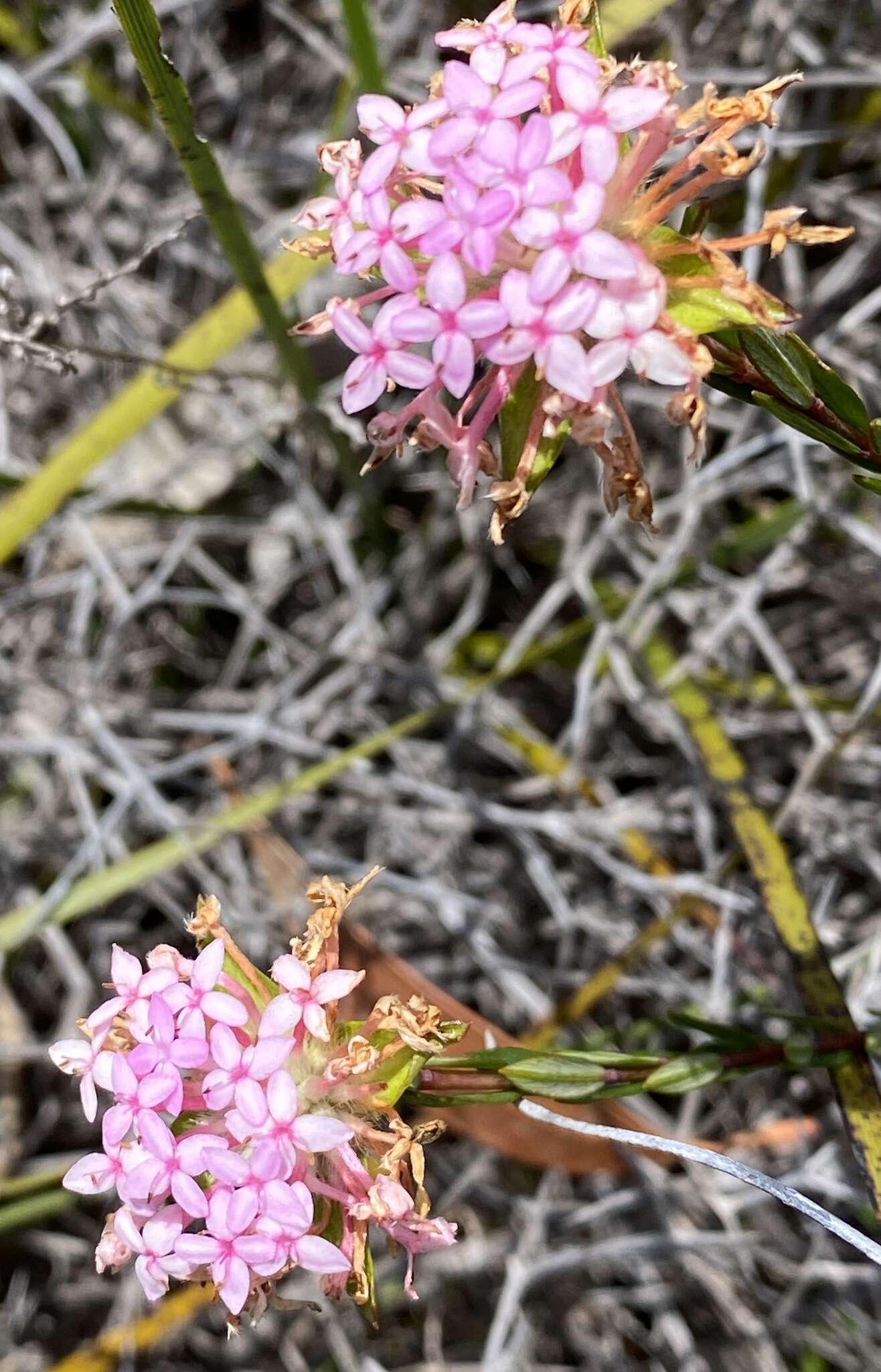 Image de Pimelea preissii Meissn.