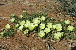 Image of Desert primrose