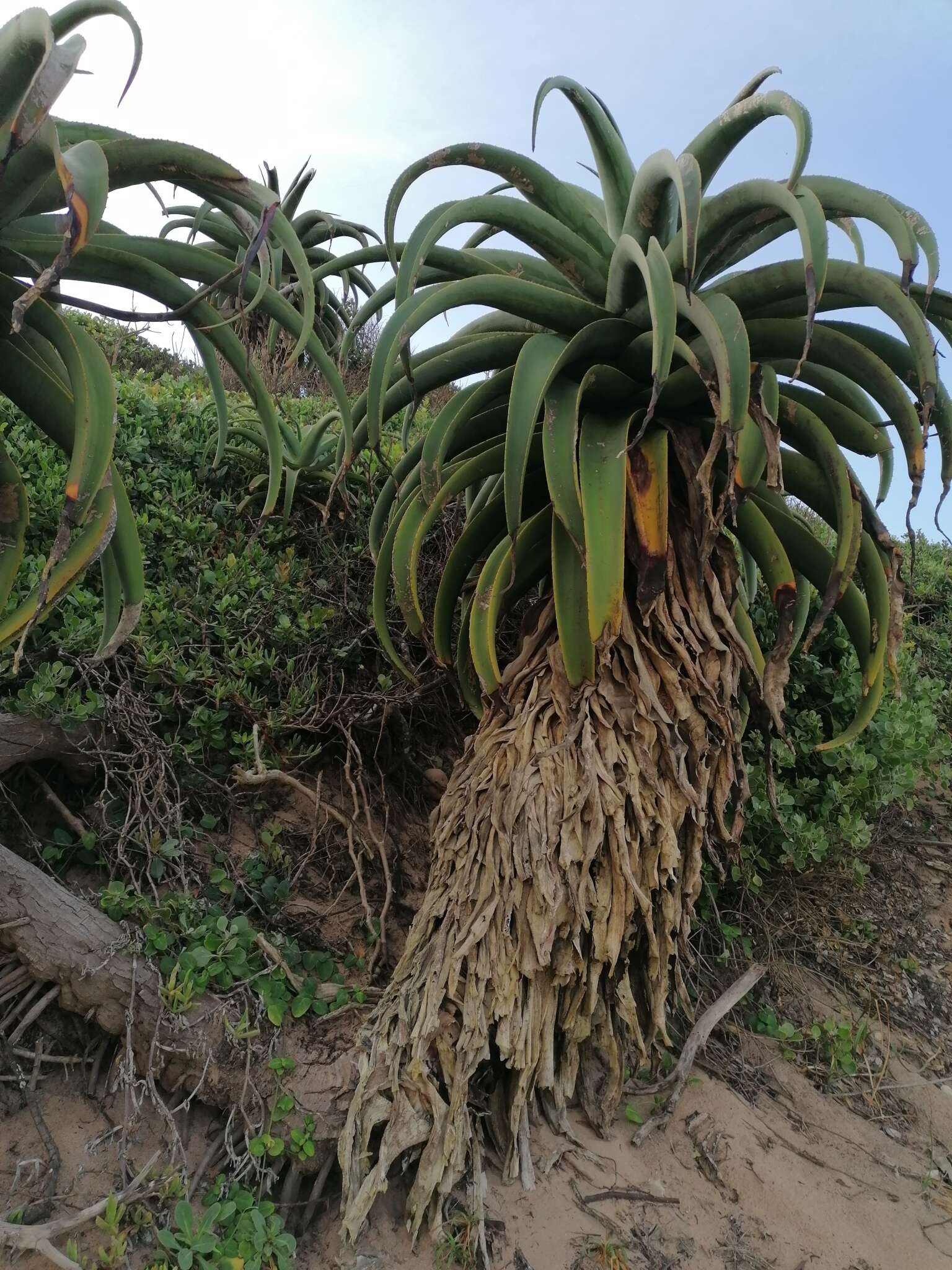 Aloe thraskii Baker resmi