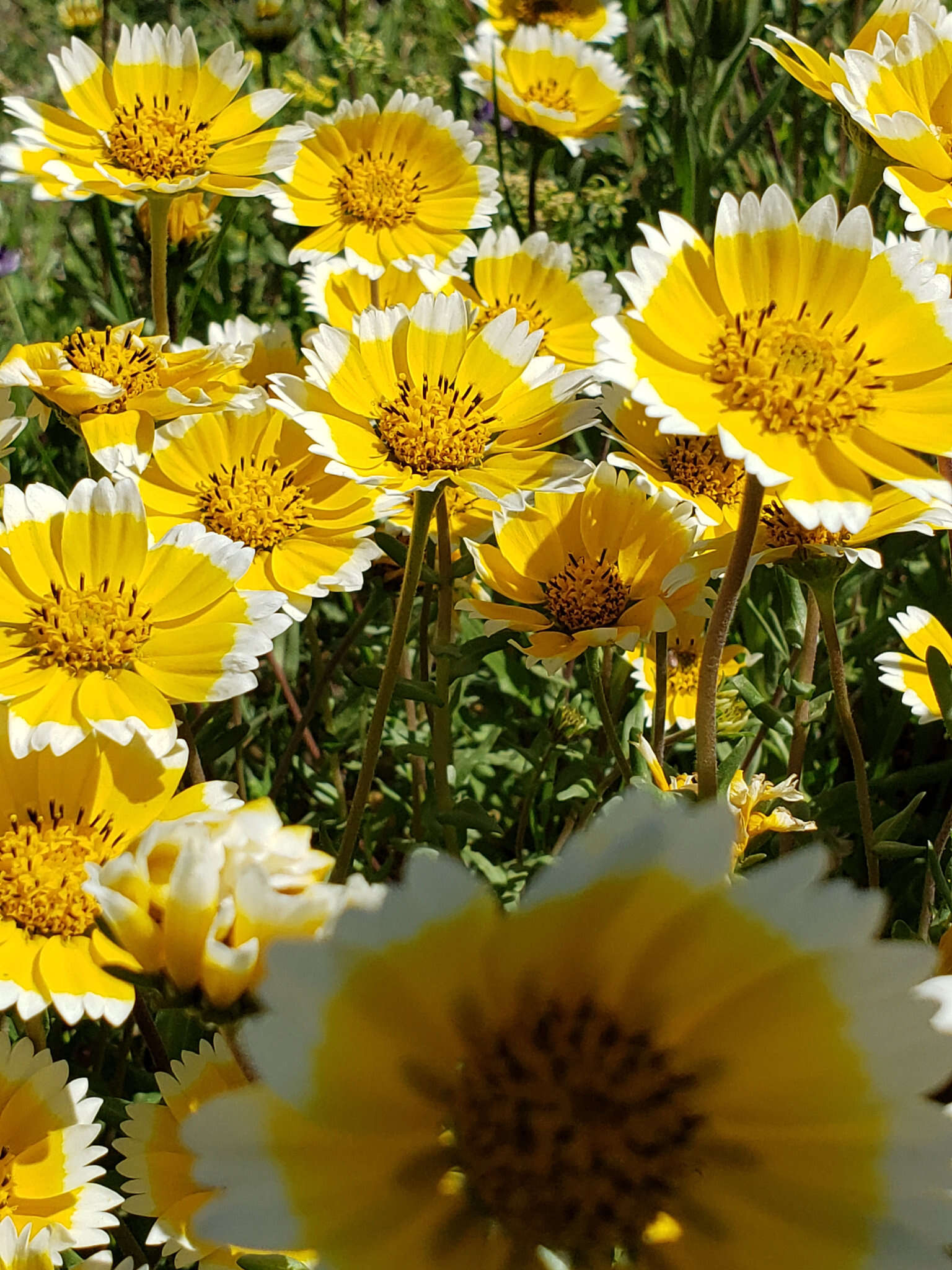 Слика од Layia chrysanthemoides (DC.) A. Gray