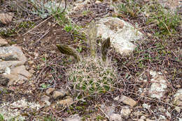 Image of Echinopsis obrepanda (Salm-Dyck) K. Schum.