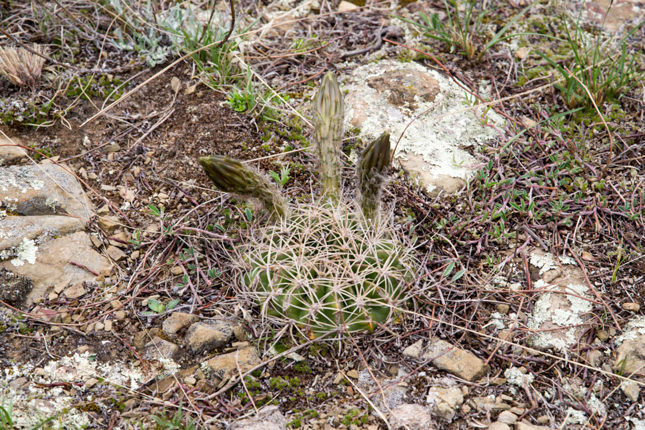 Image of Echinopsis obrepanda (Salm-Dyck) K. Schum.