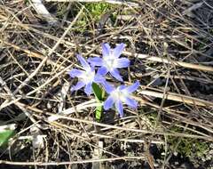 Image de Scilla luciliae (Boiss.) Speta