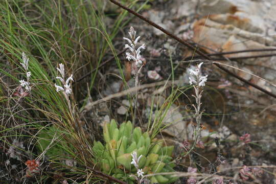 Image of Haworthia cymbiformis (Haw.) Duval