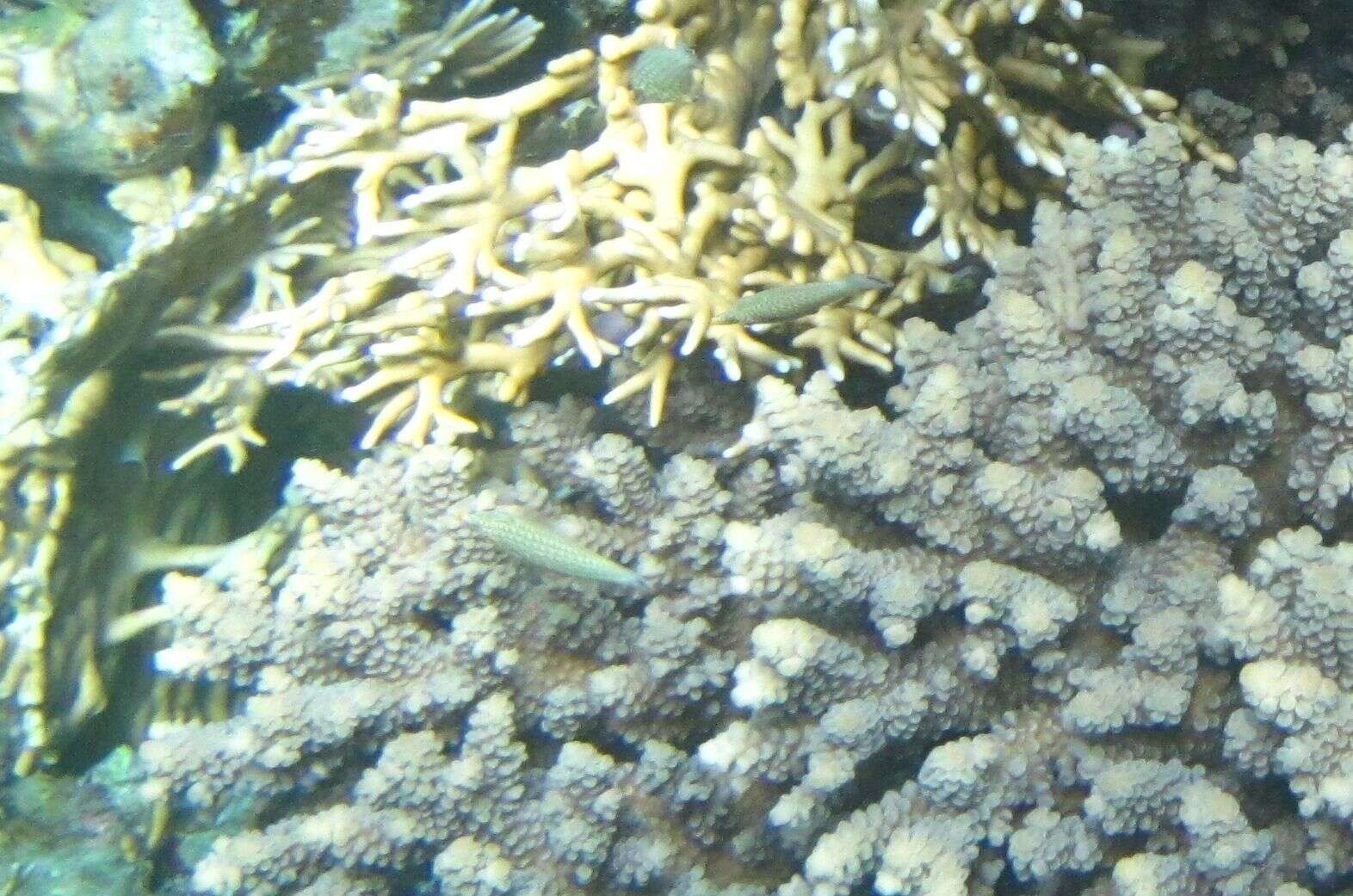 Image of Red Sea longnose filefish