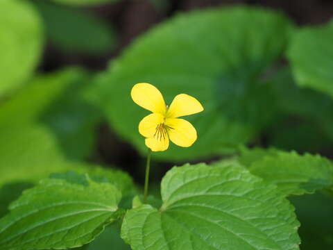 Imagem de Viola brevistipulata (Fr. & Sav.) W. Becker