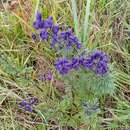 Sivun <i>Aconitum soongaricum</i> kuva