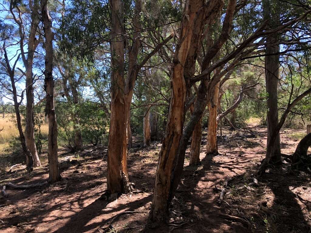 Image of Melaleuca irbyana R. T. Baker