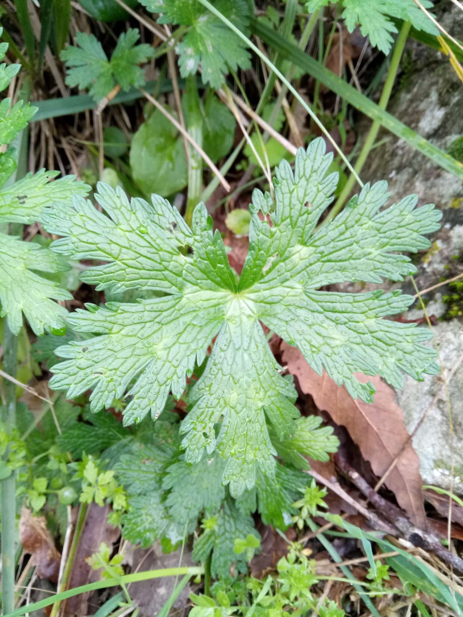 Image of Geranium atlanticum Boiss.