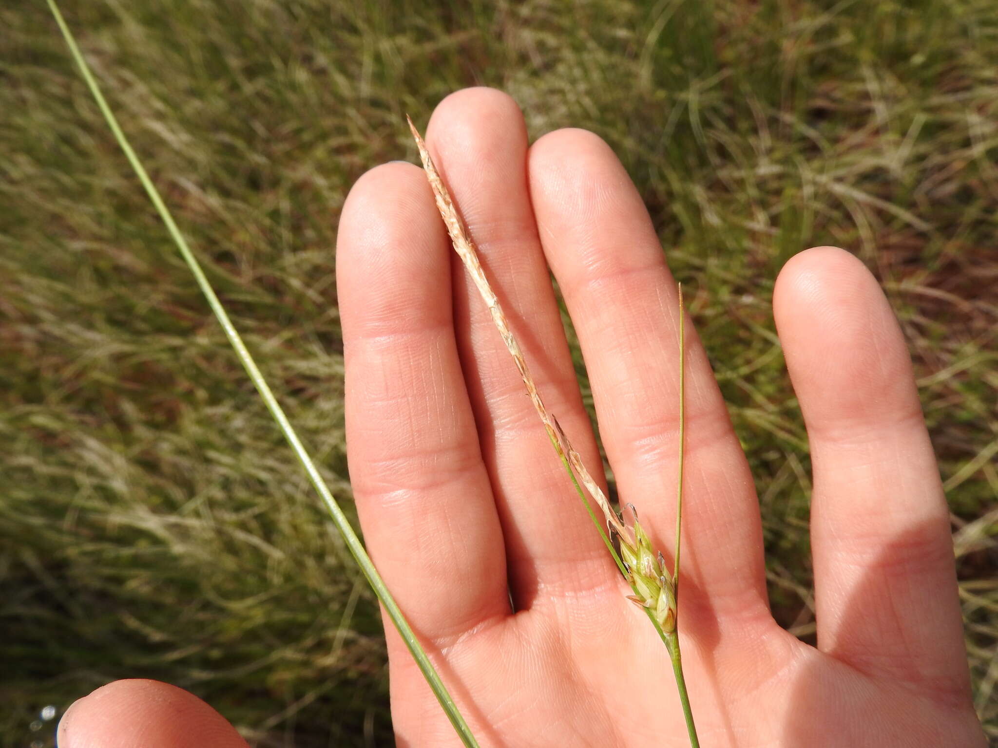 Image of Fewseed sedge