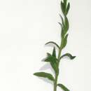 Слика од Veronica spicata subsp. spicata